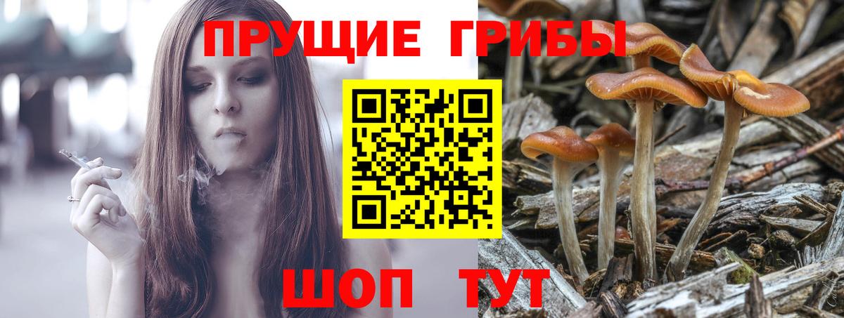 Псилоцибиновые грибы мицелий Балашиха